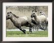 Wild Konik Stallions Near Gelting, Germany by Heribert Proepper Limited Edition Pricing Art Print