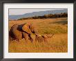 Elephant And Offspring, Masai Mara Wildlife Reserve, Kenya by Vadim Ghirda Limited Edition Print