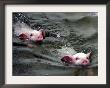 Pigs Compete Swimming Race At Pig Olympics Thursday April 14, 2005 In Shanghai, China by Eugene Hoshiko Limited Edition Print