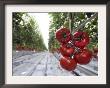 Tomato Greenhouse, Madison, Maine by Robert F. Bukaty Limited Edition Print