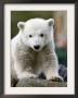 Sick Polar Bear Cub, Berlin, Germany by Michael Sohn Limited Edition Print