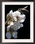 Bee And Pear Blossom, Bruchkoebel, Germany by Ferdinand Ostrop Limited Edition Print