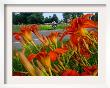 A Bicyclist Passes A Stand Of Orange Daylilies On Us Route 2 In Grand Isle, Vermont, July 11, 2006 by Rob Swanson Limited Edition Pricing Art Print