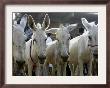 Egyptian Veterinian Ahmed Rostom, Center, Passes By A Line Of Donkeys For Sale by Hasan Jamali Limited Edition Pricing Art Print