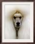 Mexico World Dog Show 2007 by Eduardo Verdugo Limited Edition Print