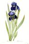 Iris Germanica by Pierre-Joseph Redoute Limited Edition Pricing Art Print