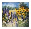 Sonnenblumen by Katharina Schottler Limited Edition Print