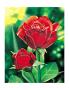 Red Rose by G. Monseler Limited Edition Print