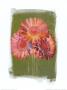 Colours Of Summer Iii by Antonio Carrano Limited Edition Print