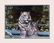 Wading White Tiger by Gary Ampel Limited Edition Print