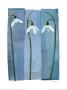 Three Snowdrops by Marian Hill Limited Edition Print