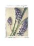 Grape Hyacinth by Deborah Schenck Limited Edition Pricing Art Print