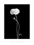 Ranunculus by Sarah Blodgett Limited Edition Print