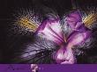 Iris by Joson Limited Edition Print