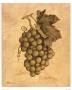 White Grape by Anne Browne Limited Edition Pricing Art Print