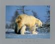 Polar Bear Family by Marion Limited Edition Print