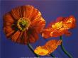 Pop Poppies by Sophie Chevallier Limited Edition Print