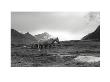 Grazing Together, Lofoten Islands by Andreas Stridsberg Limited Edition Print