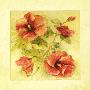 Soft Hibiscus Ii by Cheri Blum Limited Edition Print