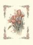 Pink Iris by T. C. Chiu Limited Edition Print