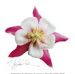 Pink Columbine by Jay Schadler Limited Edition Pricing Art Print