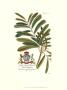 Royal Botanical Iii by Georg Dionysius Ehret Limited Edition Print