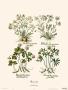 Ranunculus by Basilius Besler Limited Edition Print