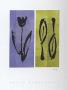 Tulip And Two Flowers by Marie Peppercorn Limited Edition Print