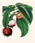 Mangosteen by Susan Davies Limited Edition Print