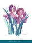 Iris Ii by Henry Howells Limited Edition Pricing Art Print