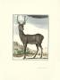 Stag I by Georges-Louis Buffon Limited Edition Pricing Art Print
