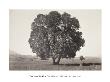 Arbutus Menziesii, California, 1861 by Carleton Watkins Limited Edition Print