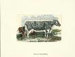 Lancashire Cows Ii by Sydenham Teast Edwards Limited Edition Print