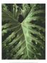 Tropica I by Boyce Watt Limited Edition Pricing Art Print