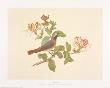 Redstart by Frances Le Marchant Limited Edition Print
