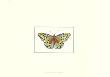 Profile Of A Butterfly Iv by George Shaw Limited Edition Print