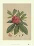 Barbatum Gossaing-Than Nepal by Joseph Dalton Hooker Limited Edition Print