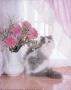 Cat And Carnations by Diane Leis Limited Edition Pricing Art Print