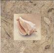 Shell Iii by Lanie Loreth Limited Edition Print