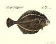 The Flounder by Franz Krueger Limited Edition Print