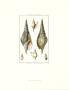 Shells Iii by Daniel Diderot Limited Edition Print