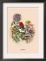 Dahlia by J.J. Grandville Limited Edition Print