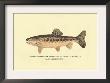 The Golden Trout Of Soda Creek by H.H. Leonard Limited Edition Print