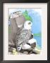 The Snow Owl by Theodore Jasper Limited Edition Pricing Art Print