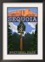 Sequoia Nat'l Park - Sequoia Tree And Palisades - Lp Poster, C.2009 by Lantern Press Limited Edition Print