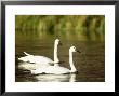 Two Trumpeter Swans, Yellowstone National Park, Wy by Elizabeth Delaney Limited Edition Pricing Art Print