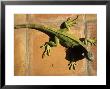Green Iguana On Tile by Jacque Denzer Parker Limited Edition Print
