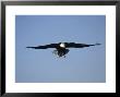 Bald Eagle In Flight, Ak by Lynn M. Stone Limited Edition Pricing Art Print