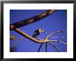 Toucan In Tree, Costa Rica by Grayce Roessler Limited Edition Print