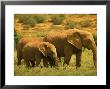 Mom And Child Elephants, Addo Elephant National Park, South Africa by Walter Bibikow Limited Edition Print